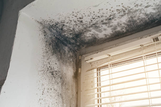 Trusted Black Mold Removal service in Villanova, PA - Cheap Mold Removal
